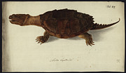 Chelydra Serpentina, Before 1792 Painting by Friedrich Wilhelm Wunder