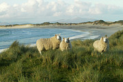 Cheviot Sheep Grazing Eroding Machair At Front Of Sand Photograph by David Woodfall / Naturepl.com