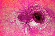 Chicken Embryo Photograph by Science Photo Library