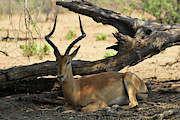 Chillin in the shade Photograph by Eric Pengelly