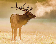 Frosty Bugle Breath Photograph by Marcy Wielfaert