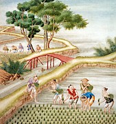 'Chinese farmers harvesting rice'. Painting by Album 'Chinese farmers harvesting rice'. Painting by Album