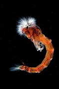 Chironomus Gnat Pupa Photograph by Science Photo Library