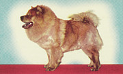 Chow Drawing by CSA Images Chow Drawing by CSA Images