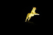 Christmas At The Living Desert Zoo - Cheetah Pounce Photograph by Colleen Cornelius