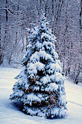 Christmas Tree Photograph by Meta Gatschenberger