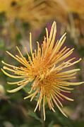 Chrysanthemum (chrysanthemum X Morifolium 'wind Dancer') Flower Photograph by Maria Mosolova/science Photo Library