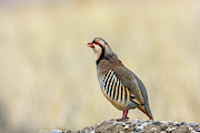 Chukar Photograph by Ronnie And Frances Howard