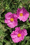 Cistus X Pulverulentus 'sunset' Photograph by Science Photo Library