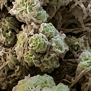 Cladonia Lichen Photograph by Oliver Meckes EYE OF SCIENCE
