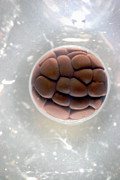 Cleavage In Frog Egg Photograph by Science Photo Library