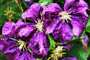 Clematis at Dusk Digital Art by Bill King Clematis at Dusk Digital Art by Bill King