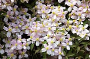 Clematis Montana Photograph by Science Photo Library