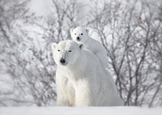 Climbing Photograph by Fion Wong