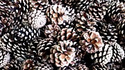 Close-up Of Abundant Pine Cones Photograph by Trendy Art