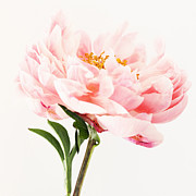 Close Up Of Pink Flower Photograph by Lisbeth Hjort