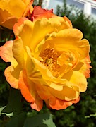 Floribunda Rose Close-Up Shot Photograph by Dejan Jovanovic