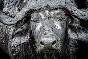 Cape Buffalo Mud Bath Photograph by Good Focused