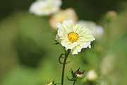 Closeup of Cream Cosmos Photograph by Colleen Cornelius