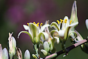 Closeup of Hesperaloe Parviflora Flower on Vivid Violet Background Photograph by Colleen Cornelius