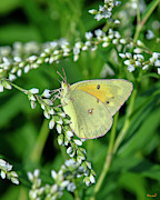 Clouded Sulphur Butterfly DIN0275 Photograph by Gerry Gantt Clouded Sulphur Butterfly DIN0275 Photograph by Gerry Gantt