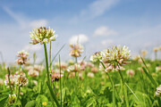 Clover Flowers In Unmown Lawn, Monmouthshire, Wales, Uk Photograph by Phil Savoie / Naturepl.com