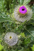 Clustered Thistle Seedheads Photograph by Jeff Foott Clustered Thistle Seedheads Photograph by Jeff Foott