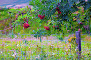 Clusters of red Scottish rowan berries Photograph by Diane Macdonald