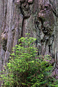 Coast Redwood Growth Photograph by Jeff Foott