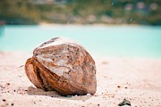 Coconut Rain Photograph by Travis Wooten
