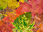 Collage of Leaves from My Back Yard Digital Art by L Bosco