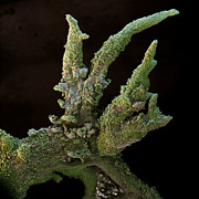 Colonising Lichen Photograph by Meckes/ottawa