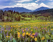 Color of Spring Photograph by Leland D Howard