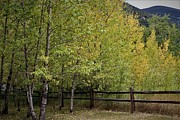 Colorado Aspens Photograph by Tammie J Jordan