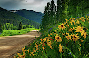 Colorado Wildflowers Photograph by John De Bord Colorado Wildflowers Photograph by John De Bord