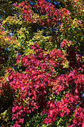 Colorful Oak Leaves Photograph by Jon Burch Photography Colorful Oak Leaves Photograph by Jon Burch Photography