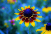 Colors Match Me Photograph by Merle Grenz Colors Match Me Photograph by Merle Grenz