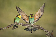 Coloured Angel Photograph by Roelof De Hoog