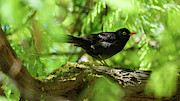Common Blackbird Turdus Merula Photograph by Sapiens Verbum Common Blackbird Turdus Merula Photograph by Sapiens Verbum
