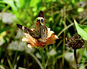 Common Buckeye Butterfly Photograph by Greg Joens Common Buckeye Butterfly Photograph by Greg Joens