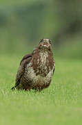 Common Buzzard (buteo Buteo) Feeding Photograph by Sarah Darnell