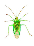 Common Green Capsid Bug Photograph by Science Photo Library