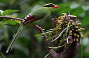 Common Green Magpie Perched On A Tree Branch Feeding On Photograph by Staffan Widstrand / Wild Wonders Of China / Naturepl.com Common Green Magpie Perched On A Tree Branch Feeding On Photograph by Staffan Widstrand / Wild Wonders Of China / Naturepl.com