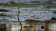 Common Kingfisher Alcedo Atthis O Seixo Photograph by Sapiens Verbum