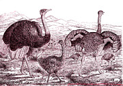 Common Ostriches Photograph by Science Photo Library