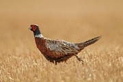 (common) Pheasant Male (phasianus Photograph by Sarah Darnell