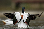 Common Shelduck, Tadorna Tadorna, Wing Photograph by Sarah Darnell