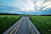 Concord MA Great Meadows Lookout Lotus Bloom Photograph by Toby McGuire