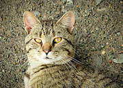 Cool Farm Cat Photograph by Holden The Moment