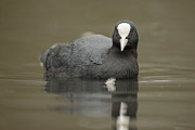 Coot, Fulica. Calm Water Reflection Photograph by Sarah Darnell